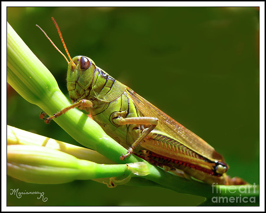 Grasshopper Photograph by Mariarosa Rockefeller
