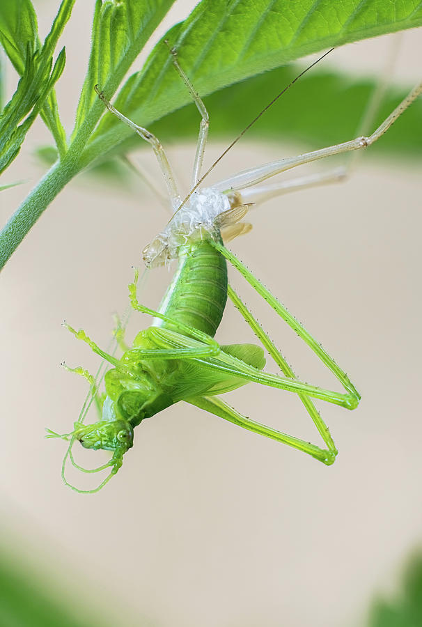 katydid metamorphosis