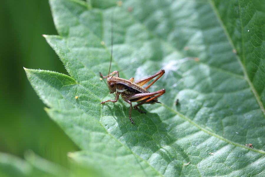 Grasshopper Nymph Photograph - Grasshopper Nymph by Callen Harty Grasshopper Nymph Photograph - Grasshopper Nymph by Callen Harty
