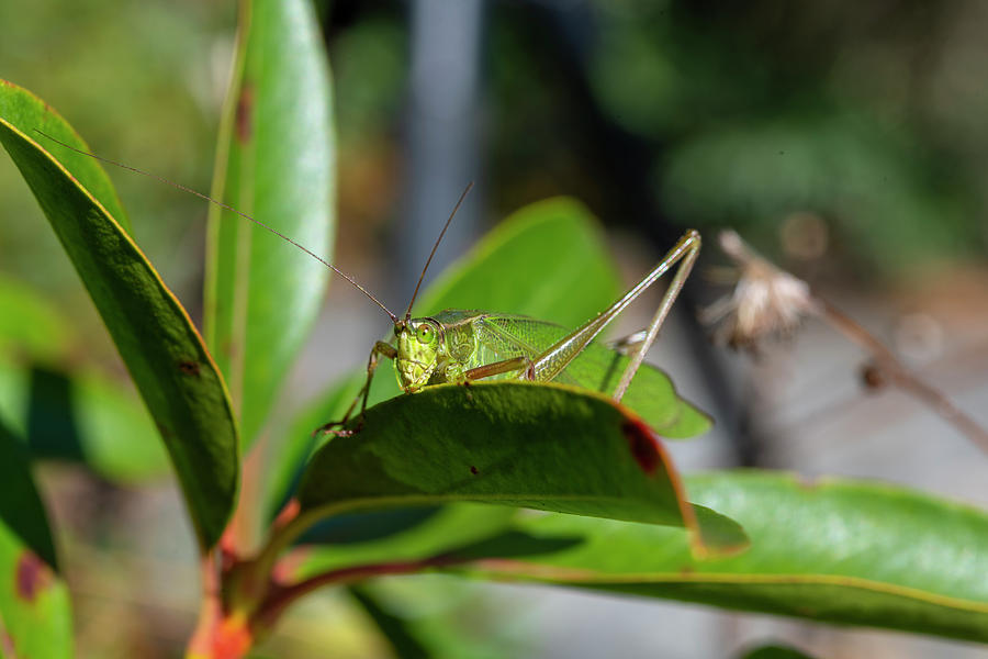 Grasshopper on a leaf close up Photograph by Dan Friend