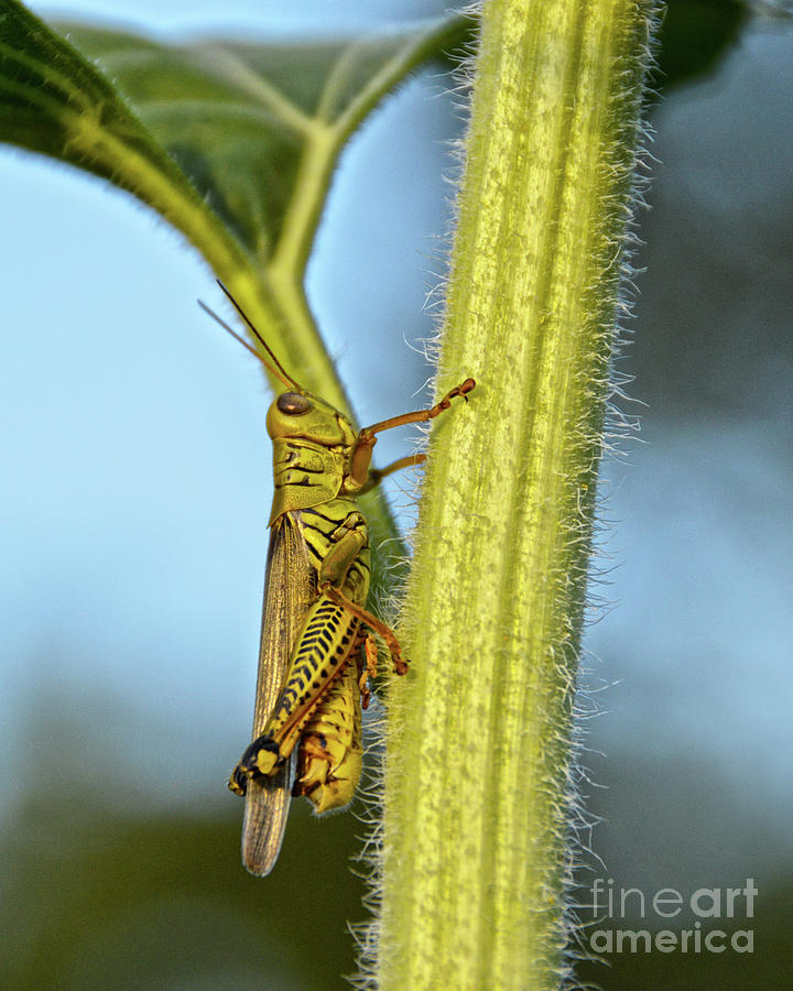 Grasshopper On A Sunflower Stem Photograph