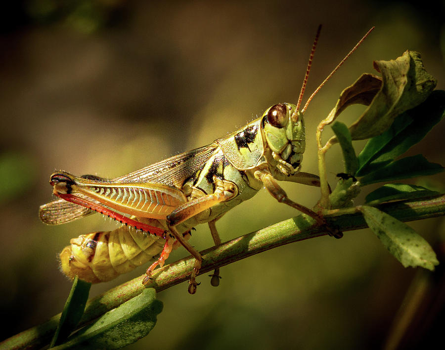 Bygger Enhed Rosefarve Grasshopper on branch Photograph by Jean Noren - Pixels