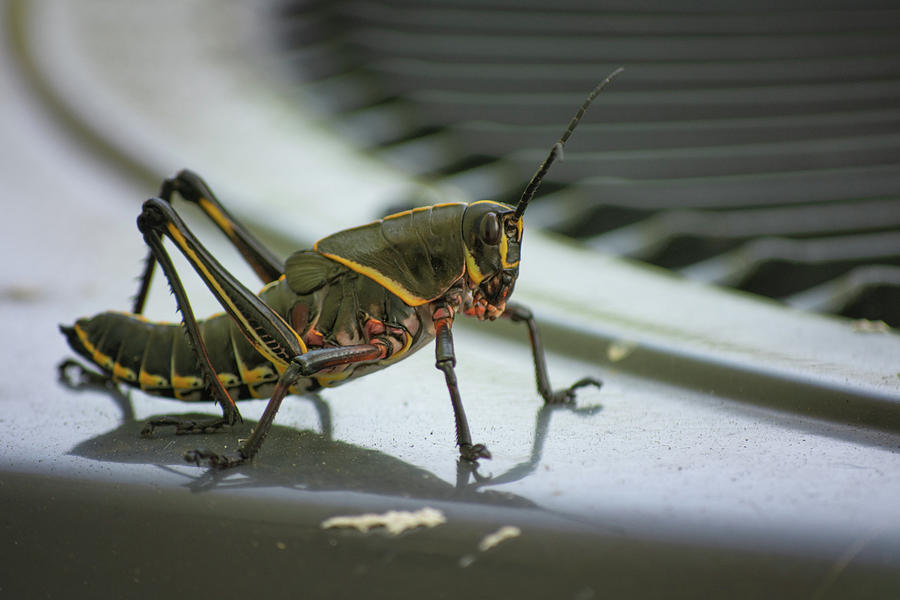 Grasshopper on HVAC Photograph by Stephanie Leavens - Fine Art America