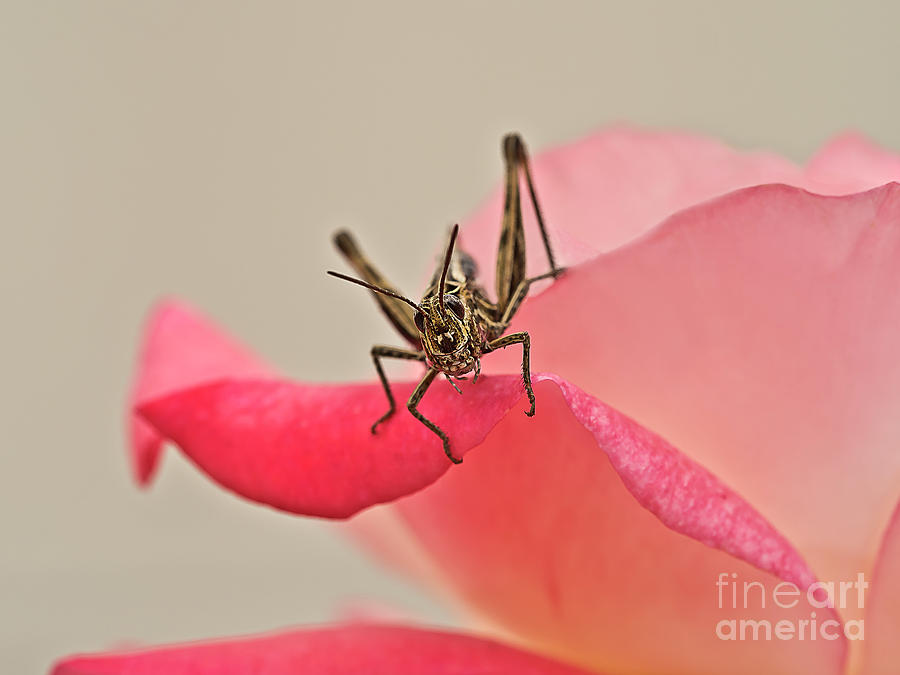 Grasshopper On Rose, Two Beauties Photograph by Tatiana Bogracheva