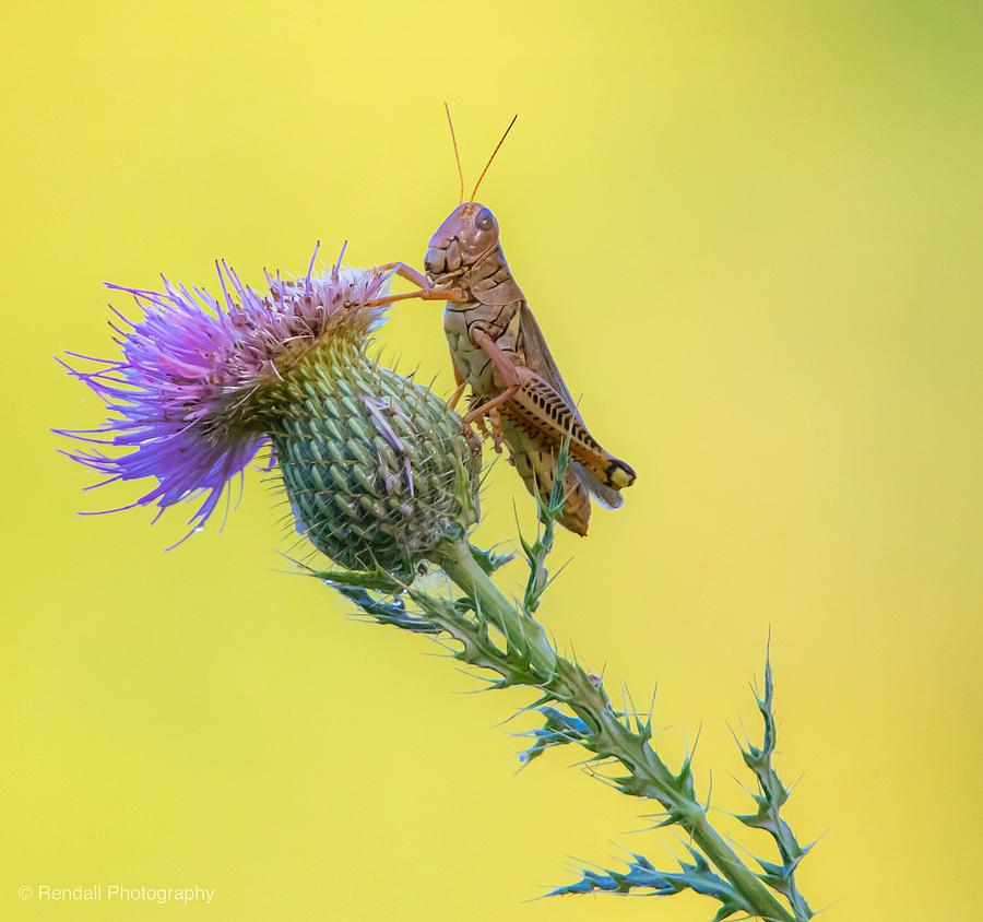 Grasshopper on Thistle Photograph by Pam Rendall