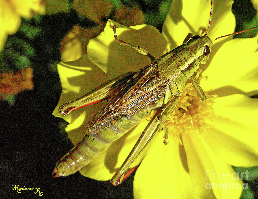 Grasshopper on Yellow Photograph by Mariarosa Rockefeller