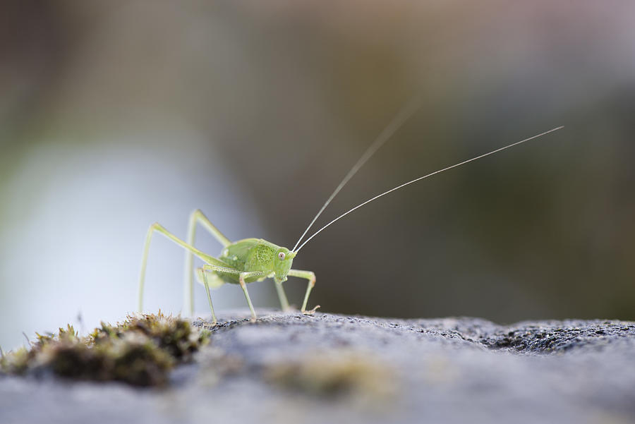 Grasshopper Photograph by PhotoAlto/Odilon Dimier