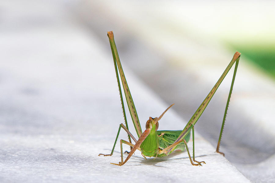 Grasshopper Photograph by Rob Hemphill