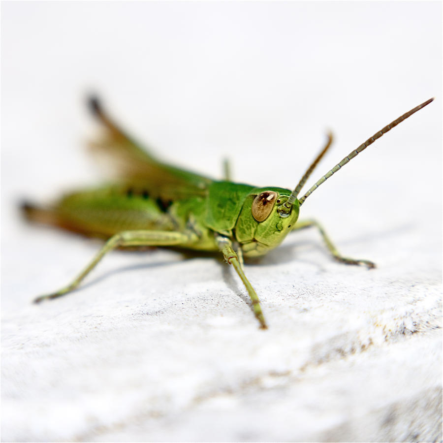 Grasshopper Photograph by s0ulsurfing - Jason Swain