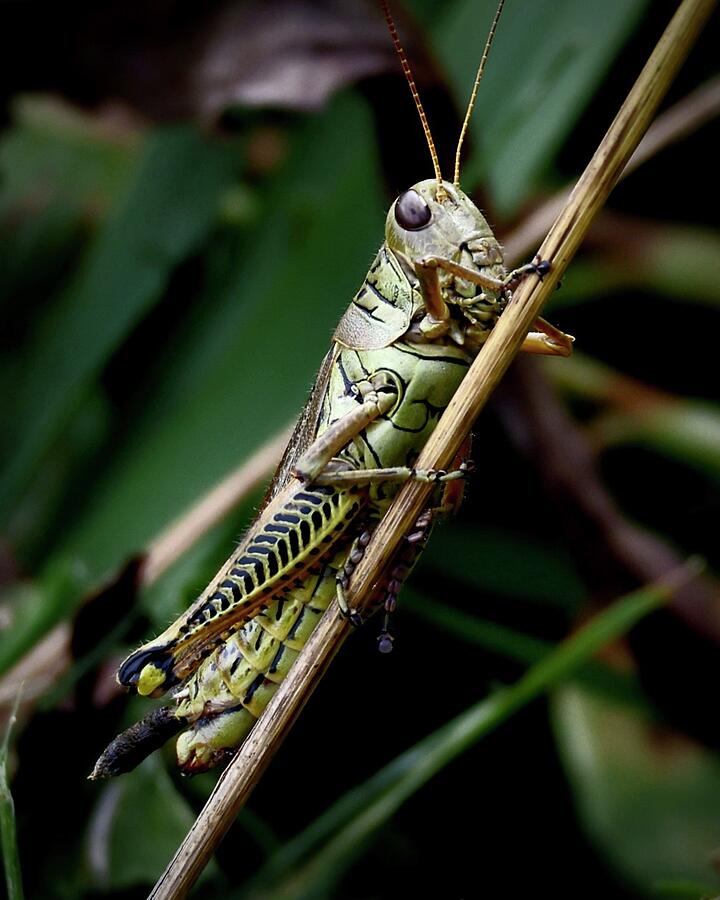 Grasshopper Photograph by Sarah Lilja
