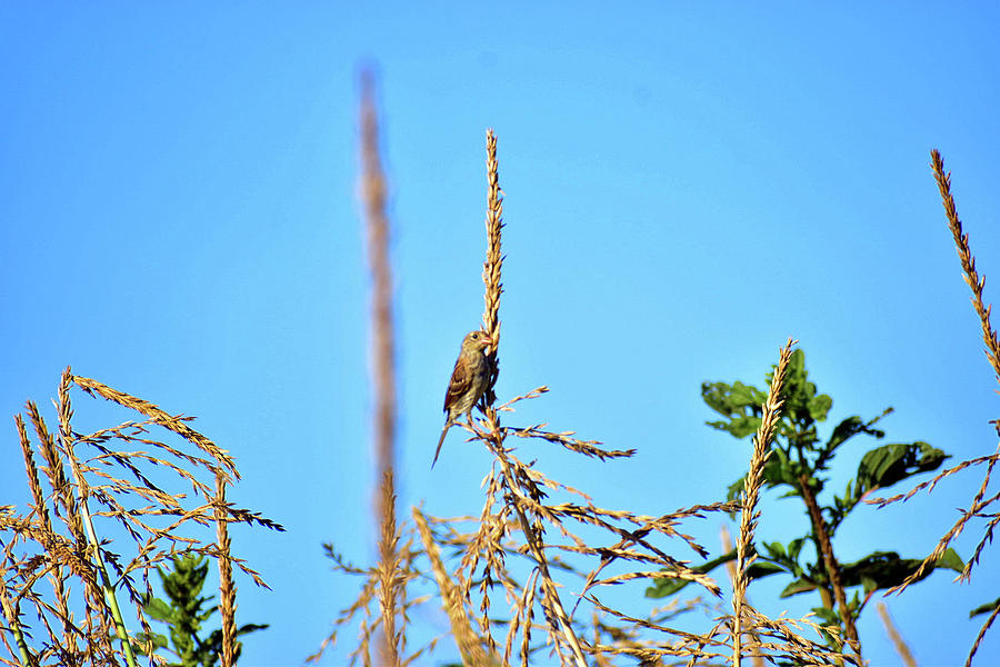 Grasshopper Sparrow Photograph