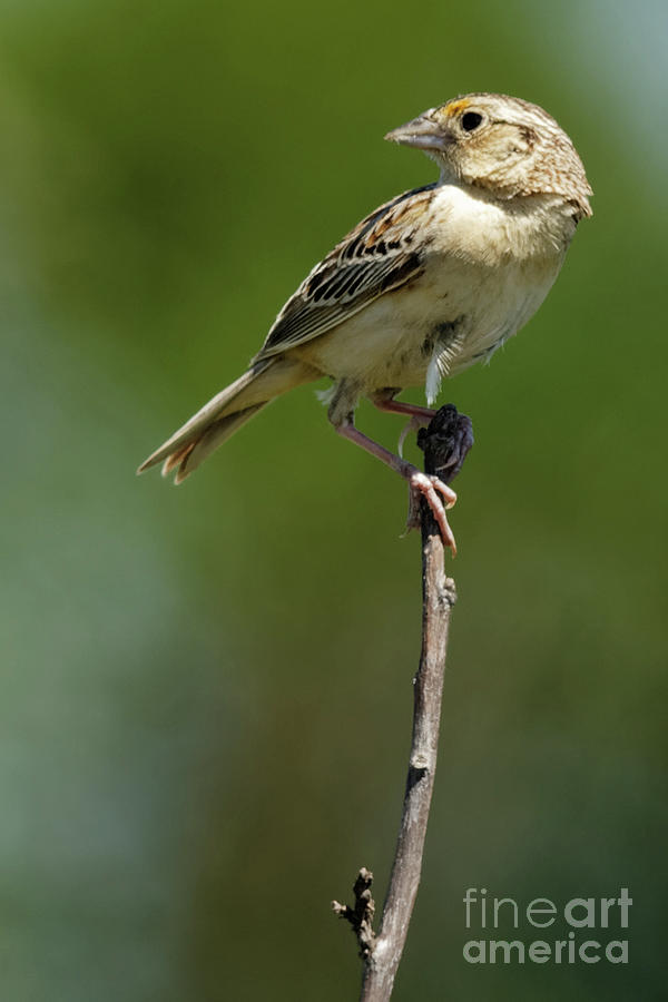 Grasshopper Sparrow from Sherburne National Wildlife Refuge Photograph by Natural Focal Point Photography