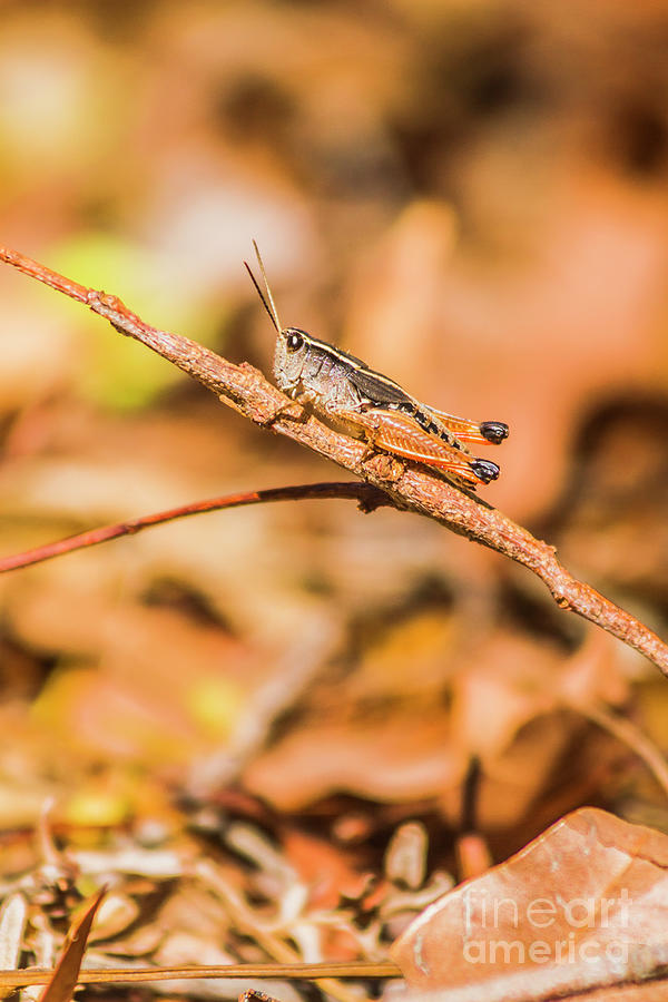 Grasshopper woods Photograph by Jorgo Photography
