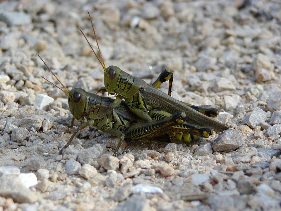 Grasshoppers Photograph by Callen Harty