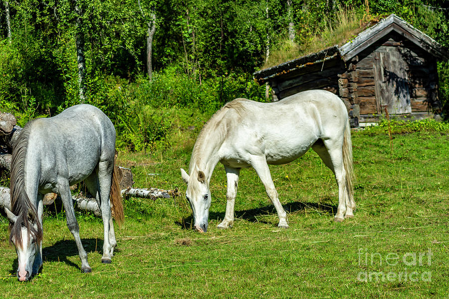Grazing Horses Photograph by Torfinn Johannessen