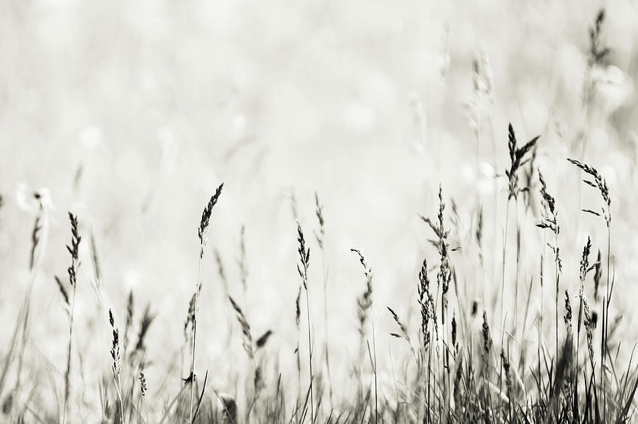 Grassland 1 Photograph by Jenny Rainbow