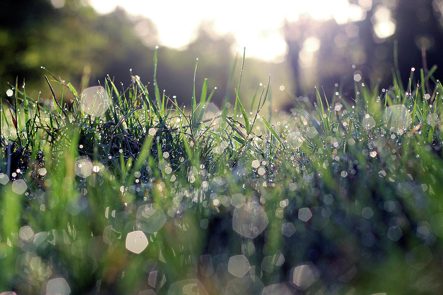 Grassland After The Rain Painting by Lauren Dane - Fine Art America