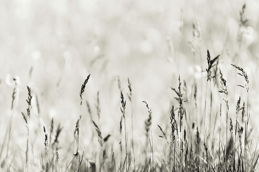 Grassland Photograph by Jenny Rainbow