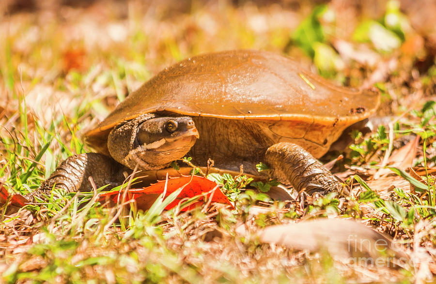 Grassland turtle Photograph by Jorgo Photography