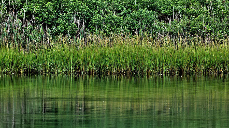 Grassy bank of Cold Spring Pond Photograph by Steve Gravano - Fine Art ...