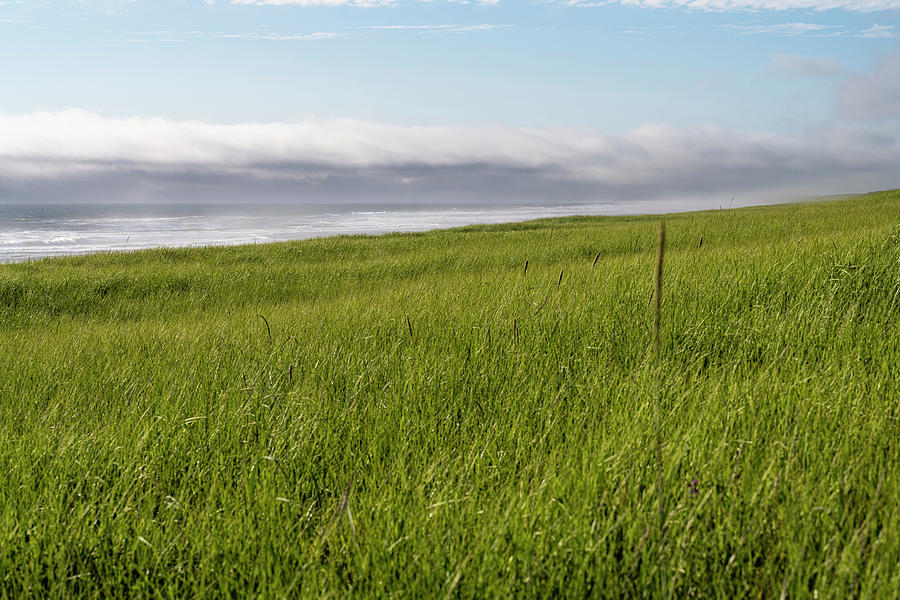 Grassy Coastline Photograph by Robert Potts