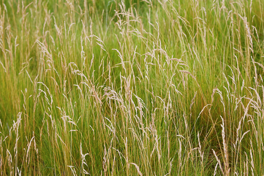 Grassy field Photograph by Garden Gate magazine