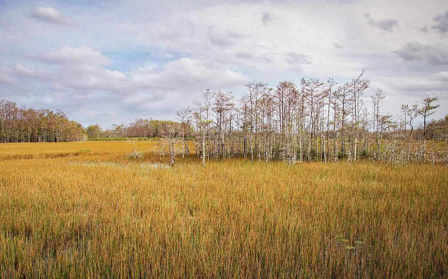Grassy Waters Florida Wetlands Autumn Photograph by Rebecca Herranen