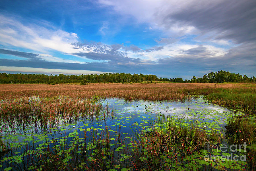 Grassy Waters Marsh Photograph by Tom Claud