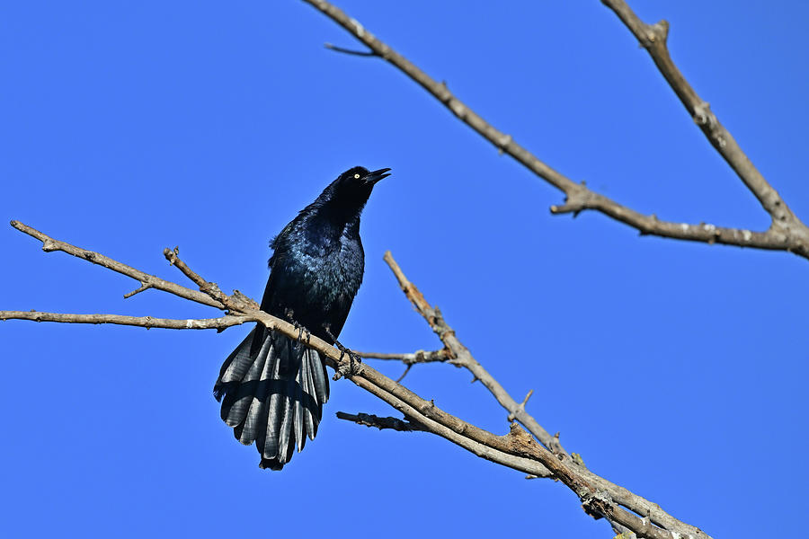 Grate-tailed Grackle - Quiscalus mexicanus Photograph by Amazing Action Photo Video