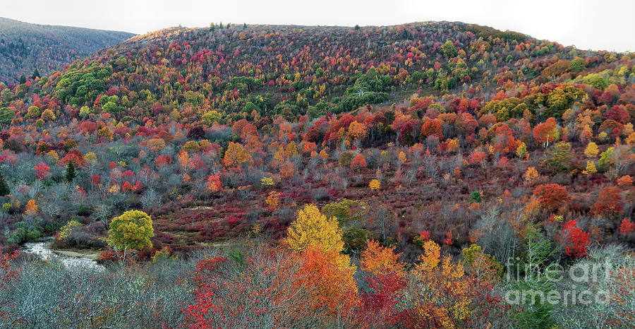 Graveyard Fields on the Blue Ridge Parkway During Peak Autumn Co Photograph by David Oppenheimer