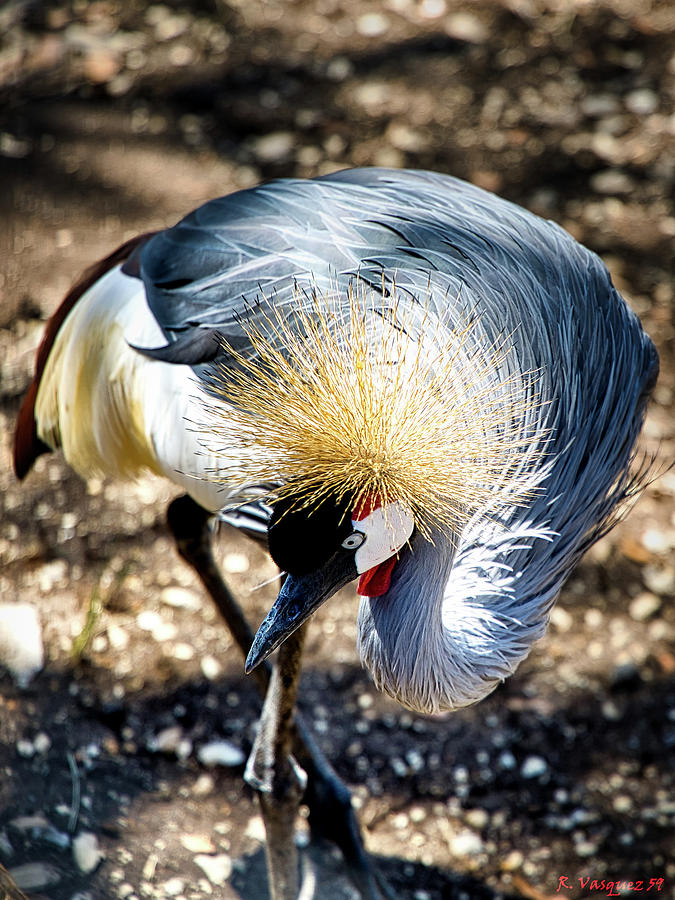 African Gray Crown Crane Photograph by Rene Vasquez