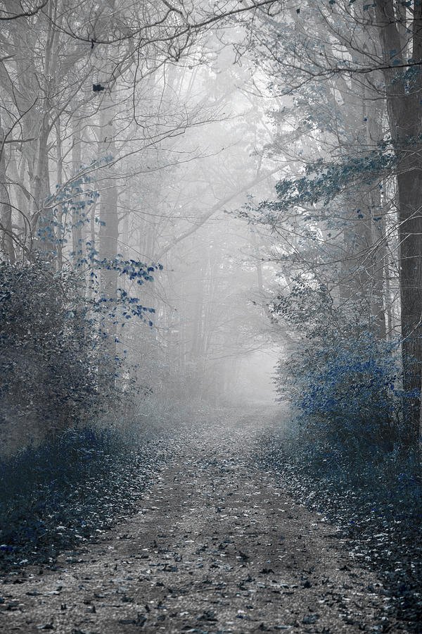 Gray and Navy Foggy Forest Photograph by Brooke T Ryan