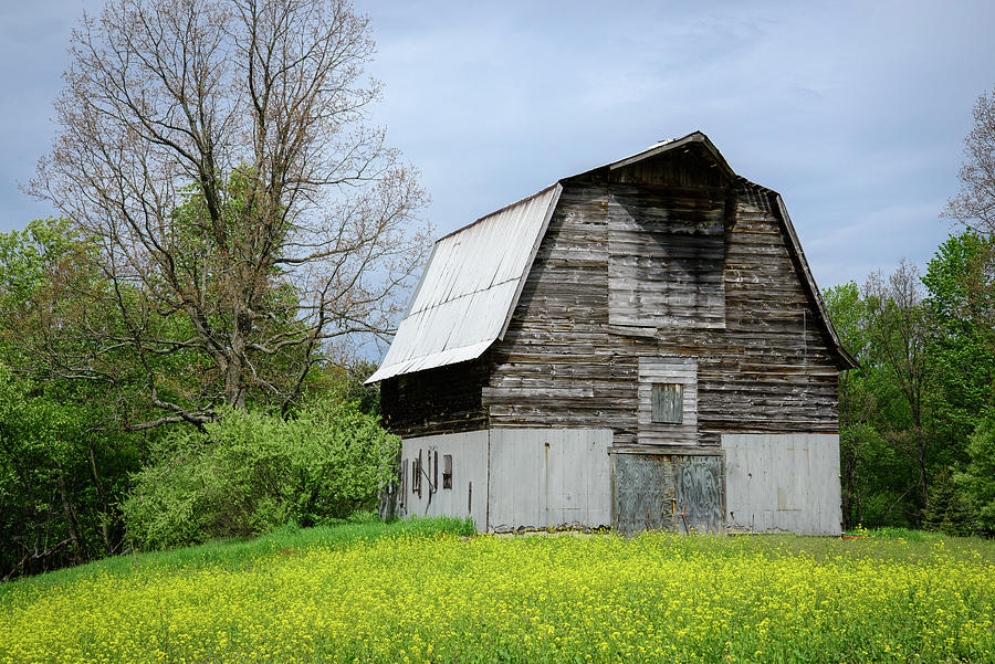 Gray Barn Yellow Flowers in Michigan Spring Photograph by Mary Lee Dereske