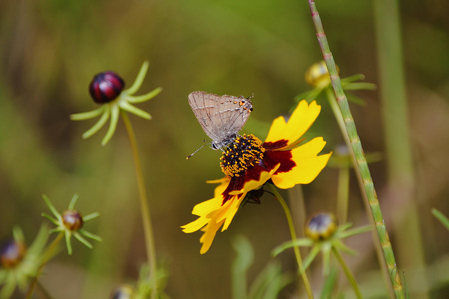 Gray Butterfly On Coreopsis Flower Close Up Photograph