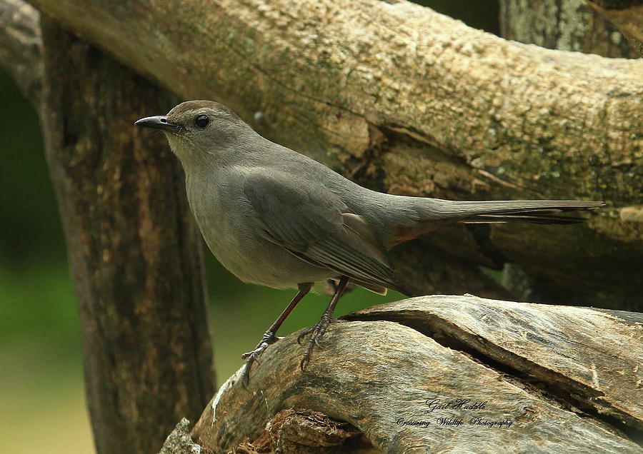 Gray Catbird-2 Photograph by Gail Huddle