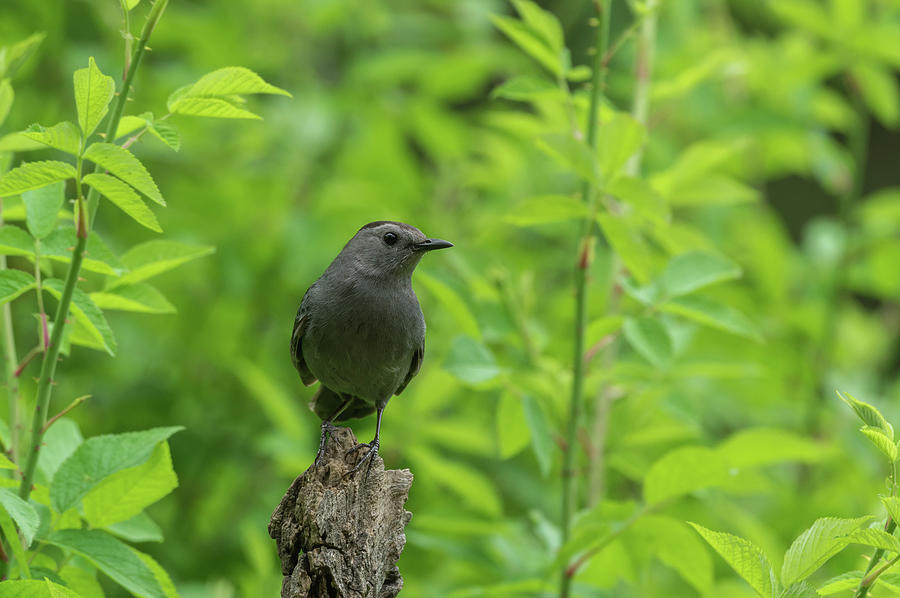 Gray Catbird - 3123 Photograph by Jerry Owens