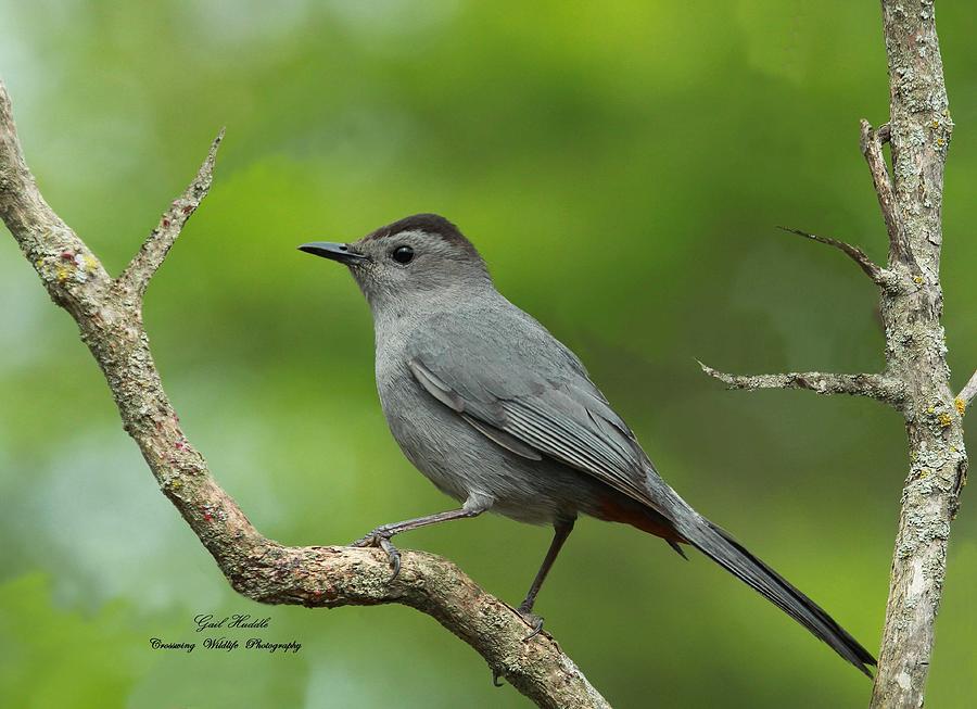 Gray Catbird A 27 Photograph By Gail Huddle Fine Art America   Gray Catbird A 27 Gail Huddle 