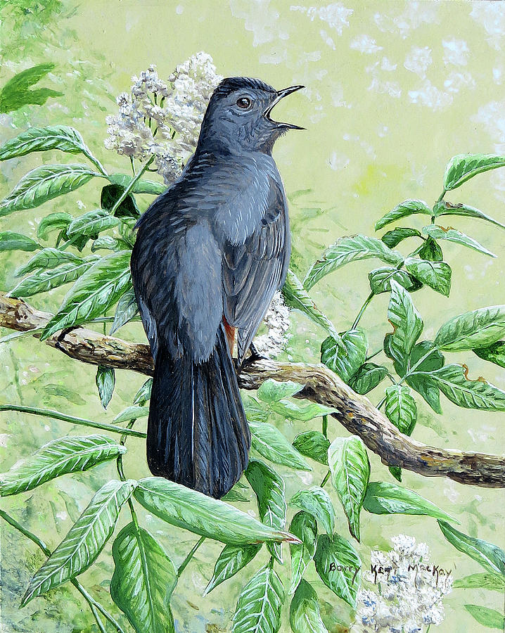 Gray Catbird Painting by Barry Kent MacKay