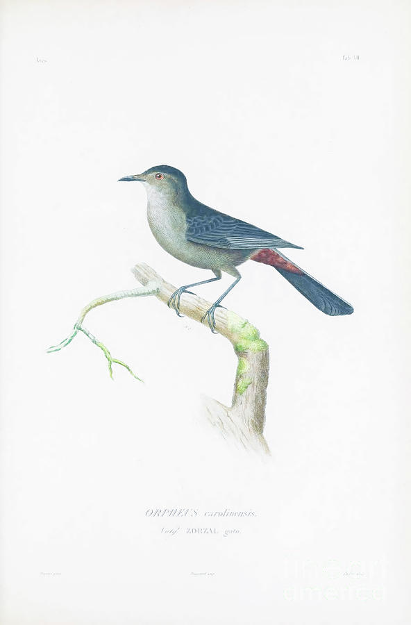Gray Catbird Dumetella carolinensis 1838 t2 Photograph by Historic illustrations