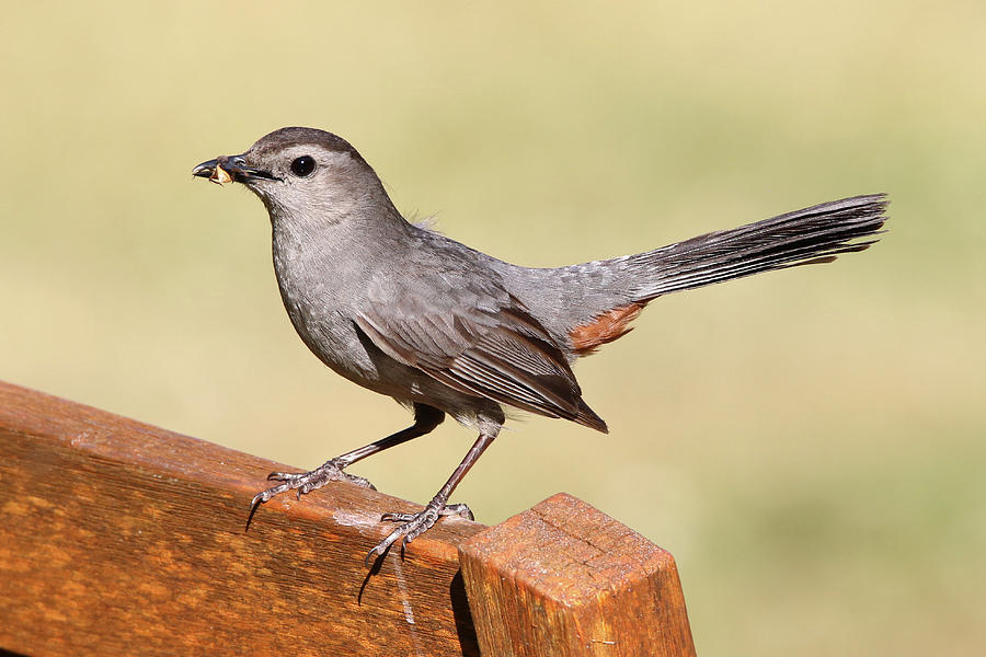 Gray Catbird East Hampton New York Photograph by Bob Savage - Fine Art ...