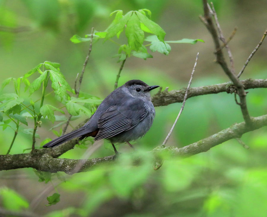 Gray Catbird In Green Foliage Photograph by Dan Sproul