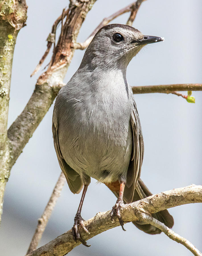 Gray Catbird Photograph by Lorna Nichols - Fine Art America