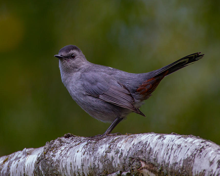Gray Catbird Photograph by Timothy McIntyre