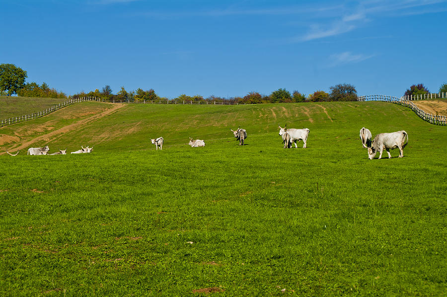 Gray cattles eating on the field Photograph by Gabomadar
