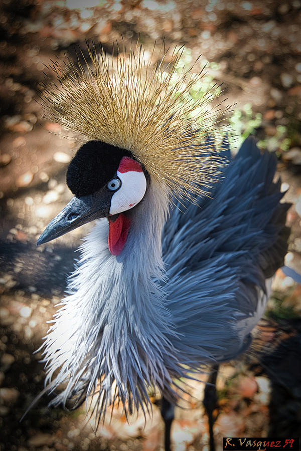 African Gray Crown Crane Fluff Photograph by Rene Vasquez