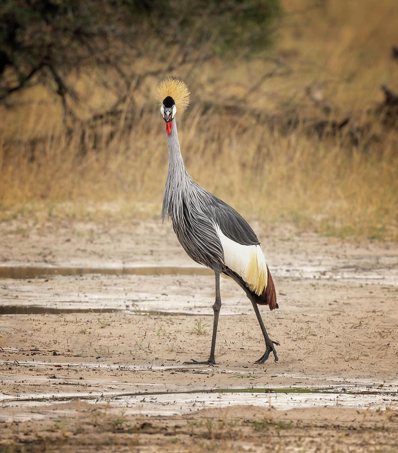 Crane Photograph - Gray Crowned Crane Zimbabwe Africa by Joan Carroll