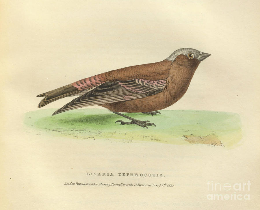 gray-crowned rosy finch Leucosticte tephrocotis o1 Photograph by Historic illustrations
