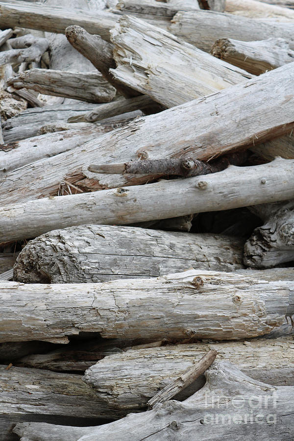 Gray Driftwood Logs Photograph by Carol Groenen