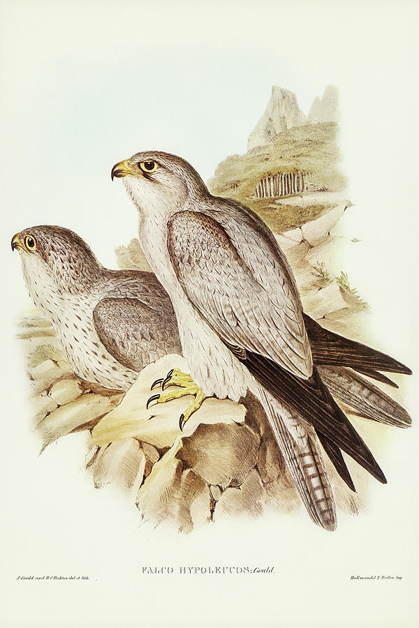 John Gould Drawing - Gray falcon, Falco Hypoleucus by John Gould