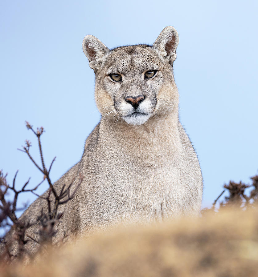 Gray Female Puma Photograph by Max Waugh